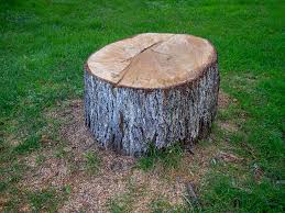 Best Tree Risk Assessment  in Silver Creek, NY