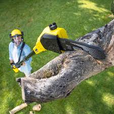 Best Fruit Tree Pruning  in Silver Creek, NY