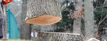 How Our Tree Care Process Works  in  Silver Creek, NY
