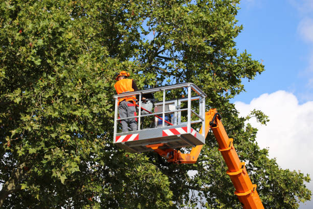 Professional Tree Removal in Silver Creek, NY