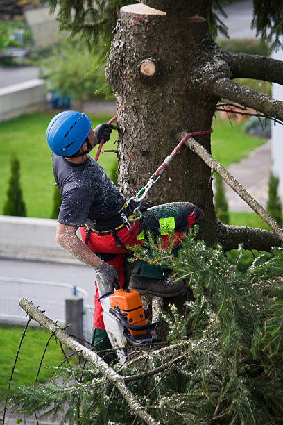 Best Emergency Tree Removal  in Silver Creek, NY