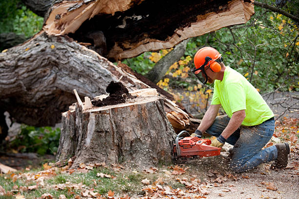 How Our Tree Care Process Works  in  Silver Creek, NY