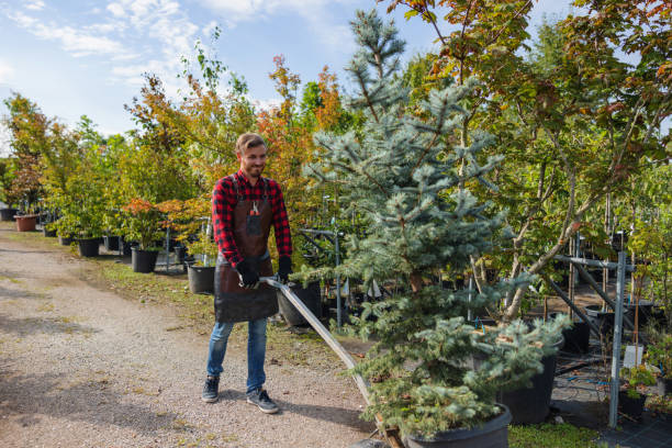 Best Hazardous Tree Removal  in Silver Creek, NY