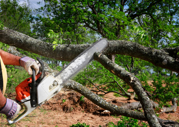 Best Tree Preservation Services  in Silver Creek, NY